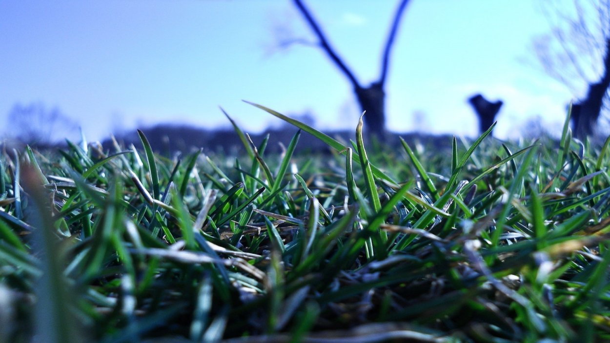 Ляпка трава