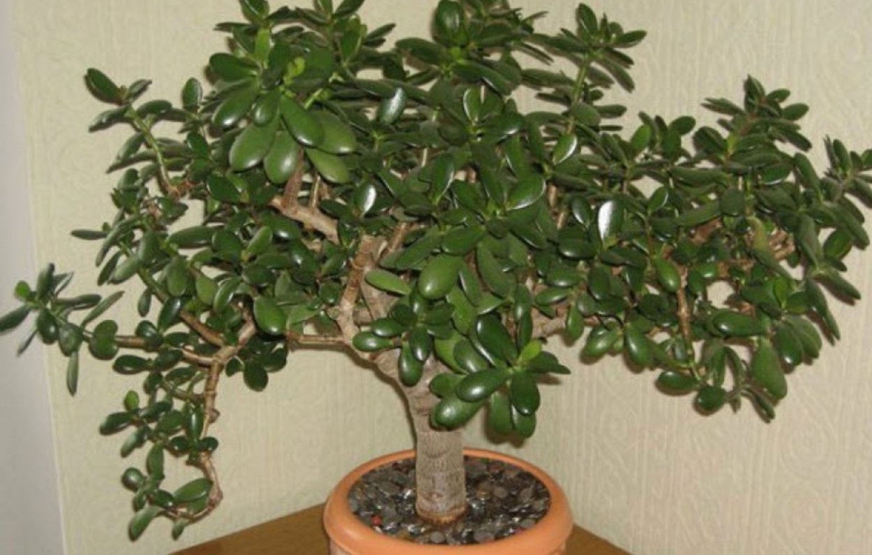 Обезьяньи ушки растение