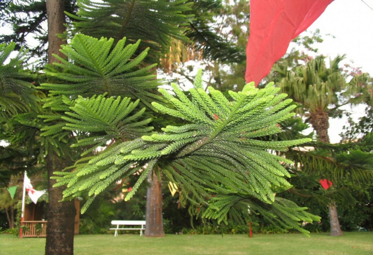 Молочай беложильчатый. Росток