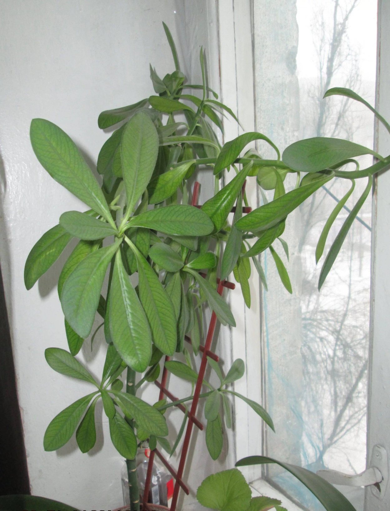 Дерево Кактус Araucaria