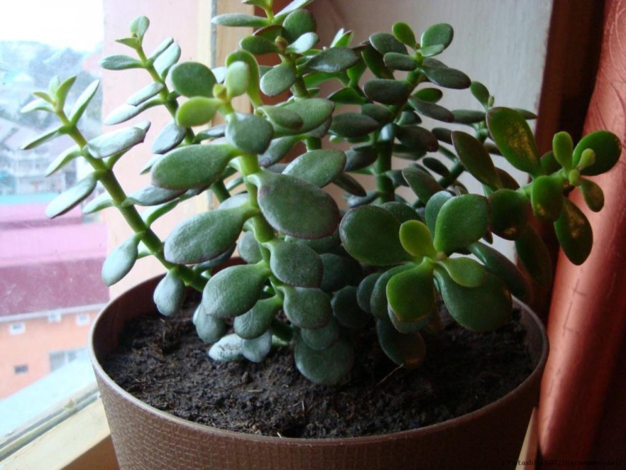 Молочай синадениум Гранта