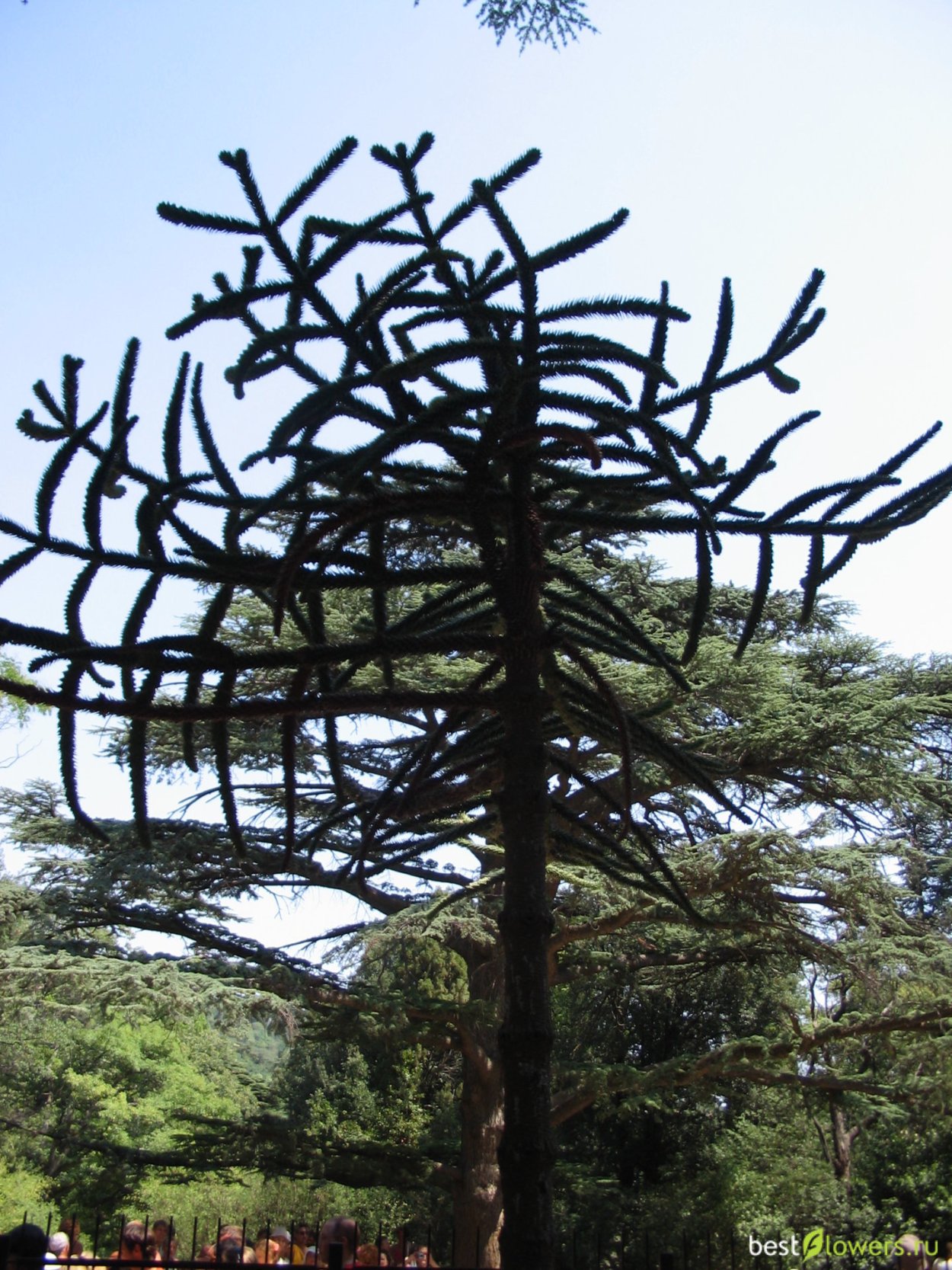 Датская пихта