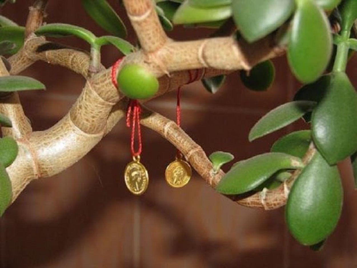 Молочай энопла (беложилковый