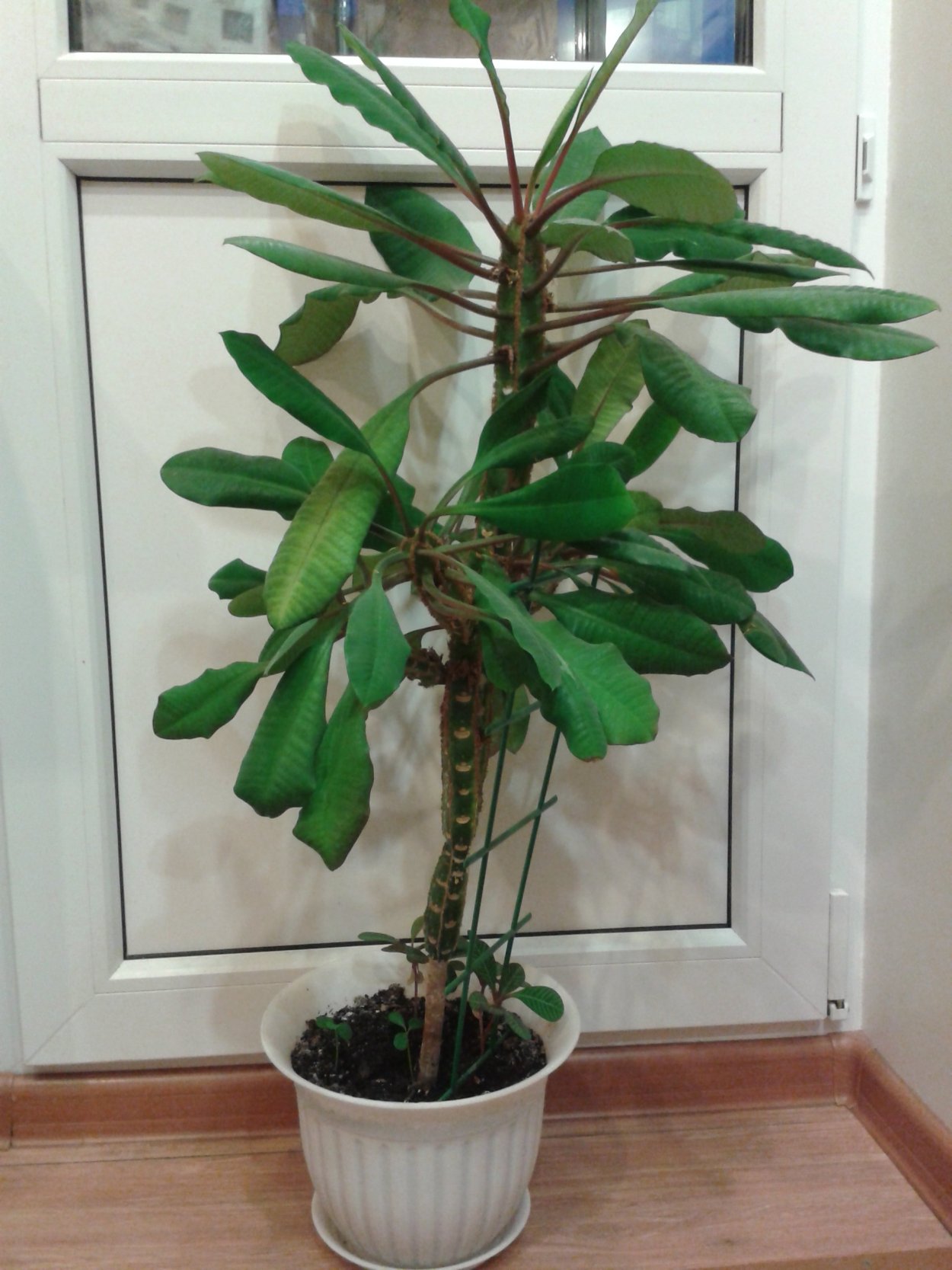 Эуфорбия молочай беложильчатый