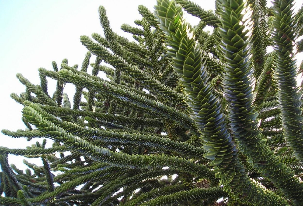 Молочай комнатный