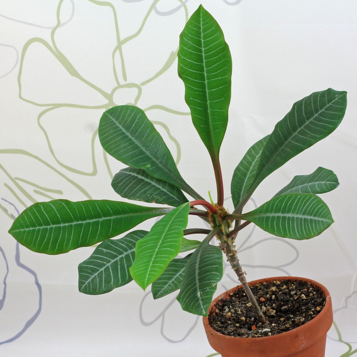 Толстянка Вьюн