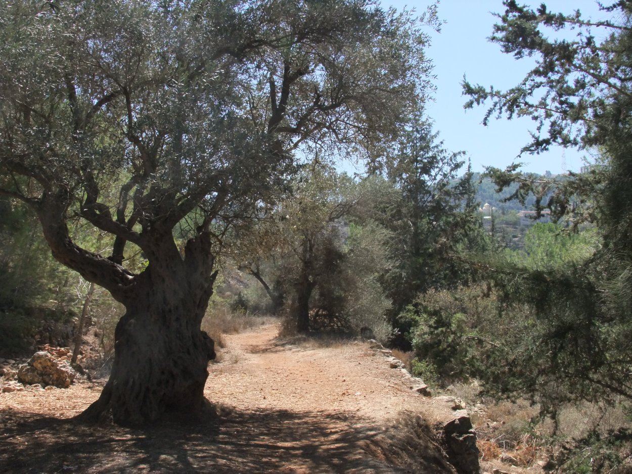 Остров Иерро можжевельник