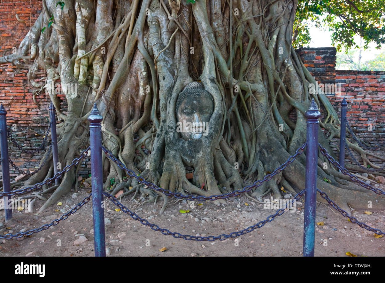 Дерево мыслитель Италия Апулия