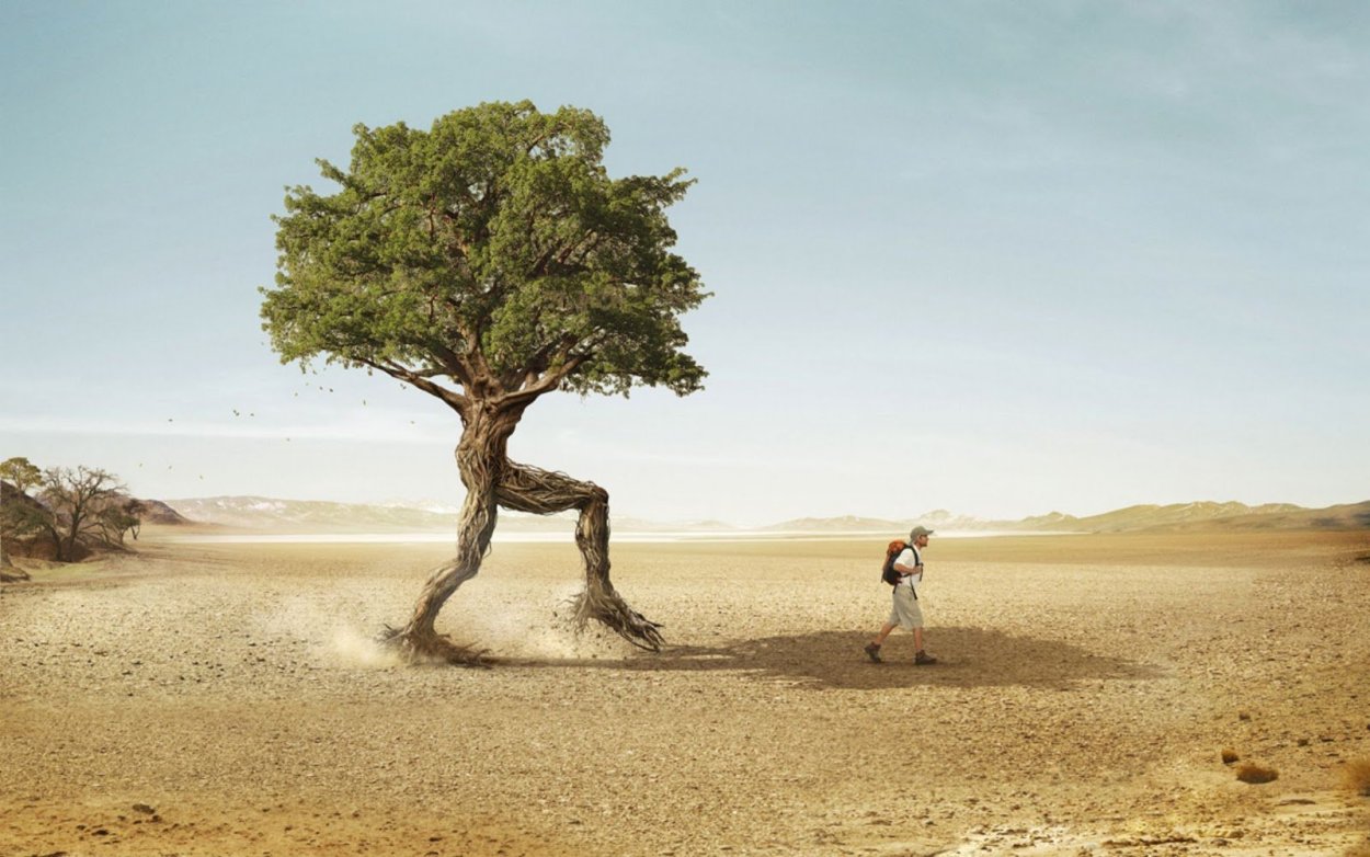 Тополь диаметр высота дерева