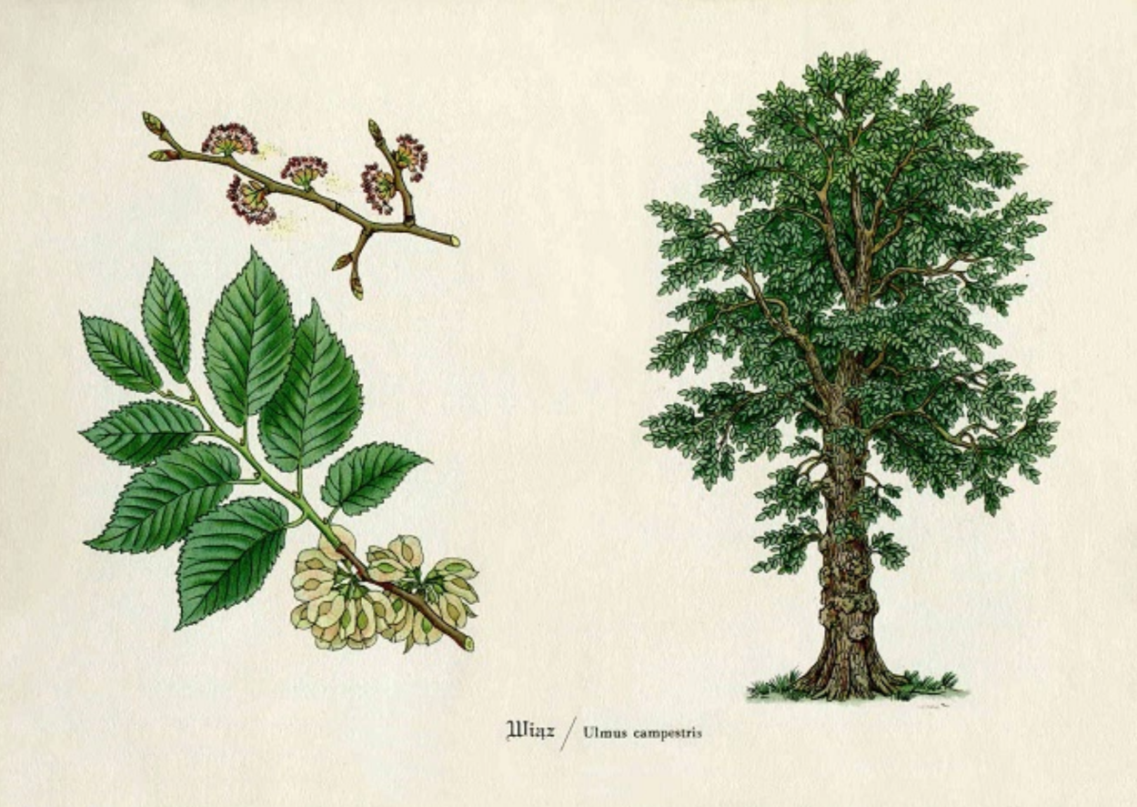 Ulmus Campestris дерево