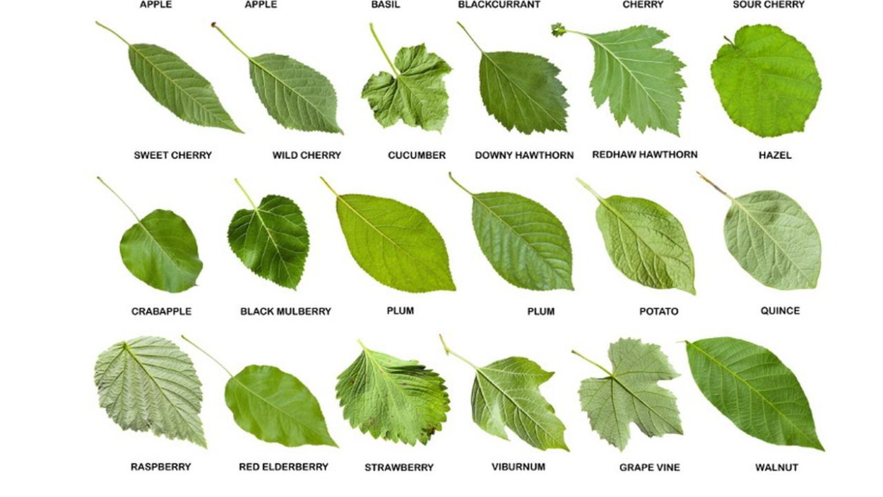 Листья деревьев с названиями