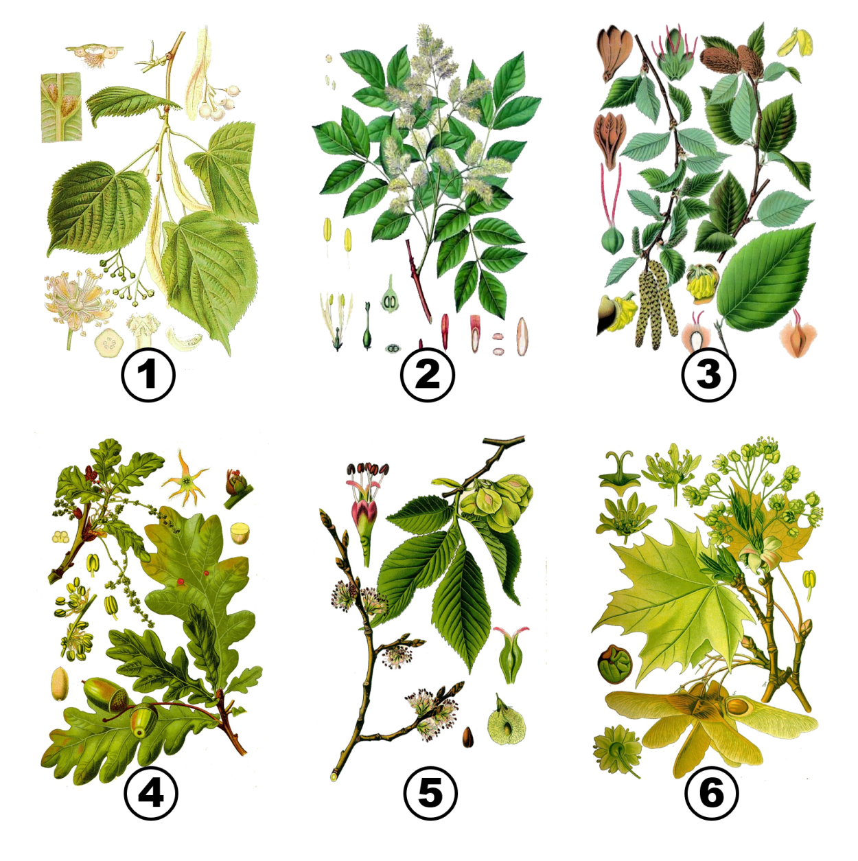 Листья деревьев с названиями