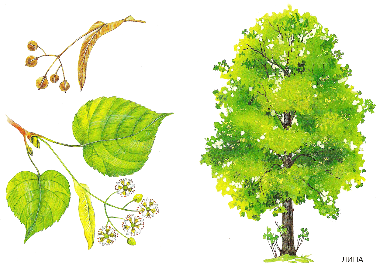 Березовые сережки