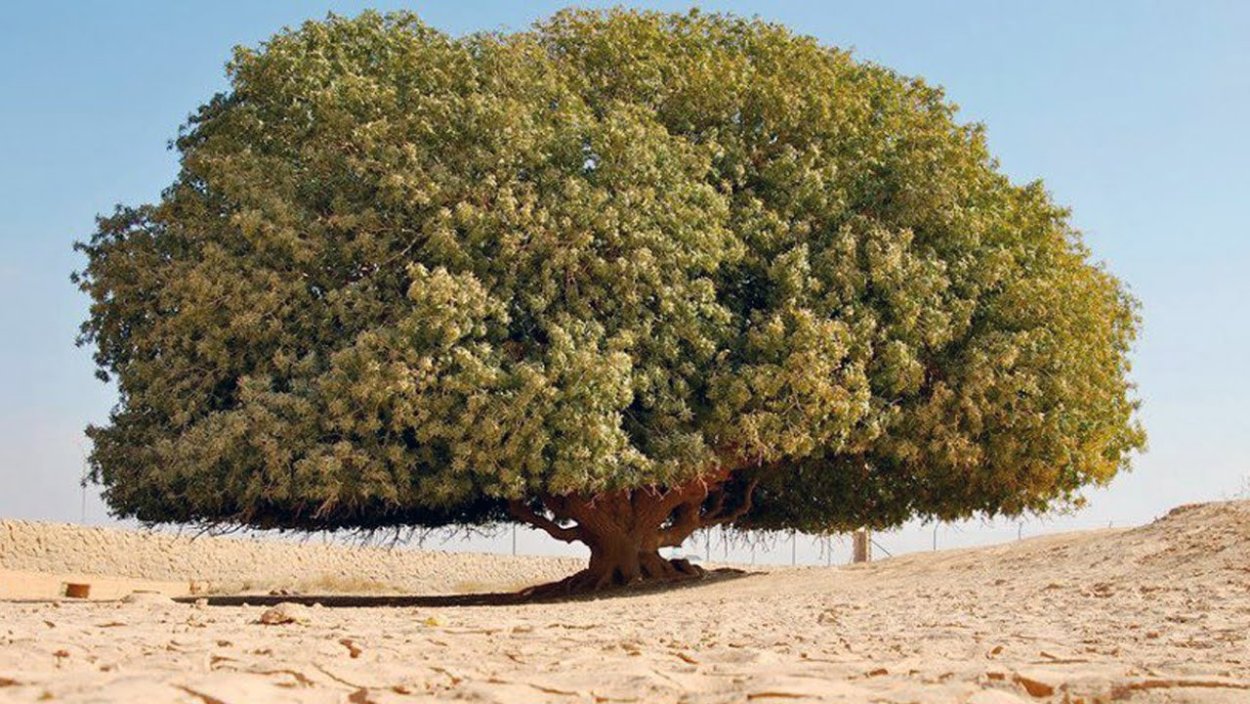 Дерево гаркад иудейское дерево