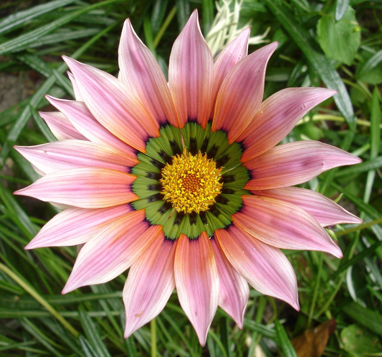 Гацания и Гербера