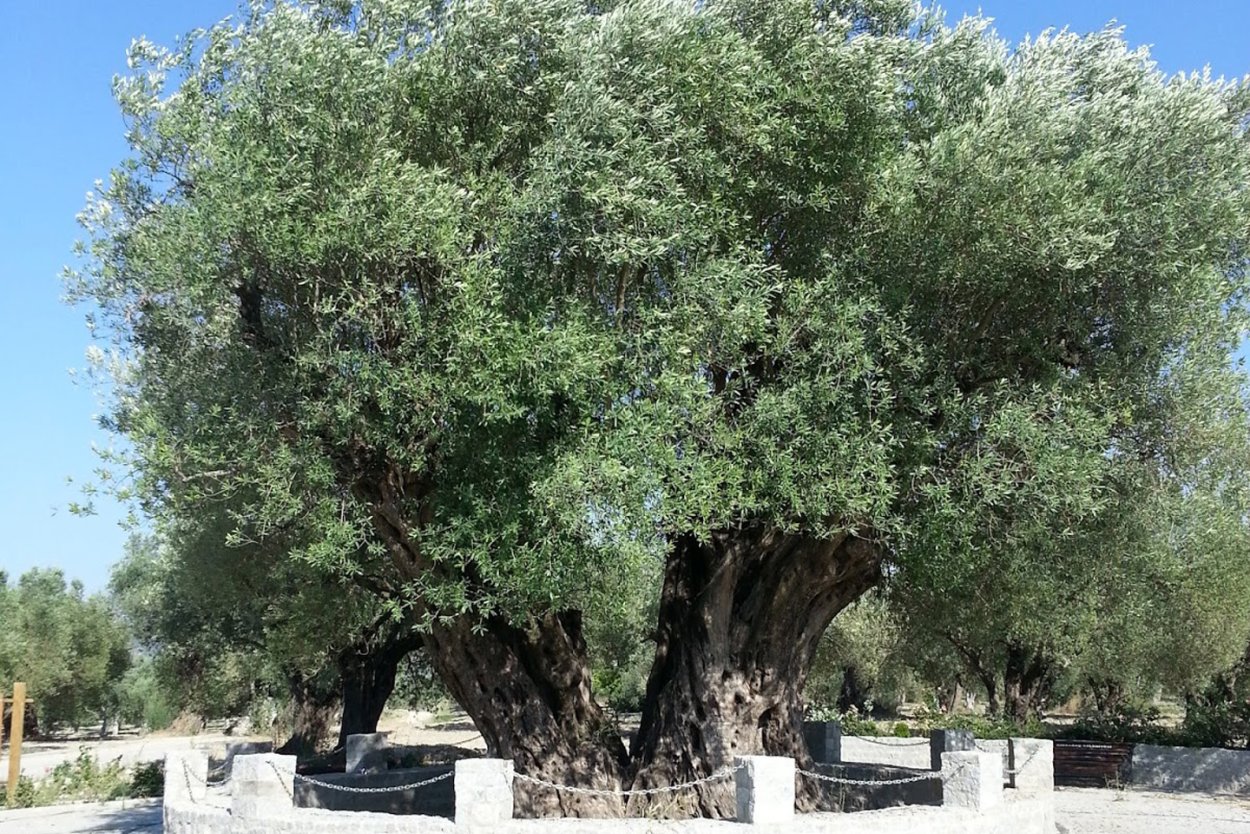Дерево гаркад иудейское дерево