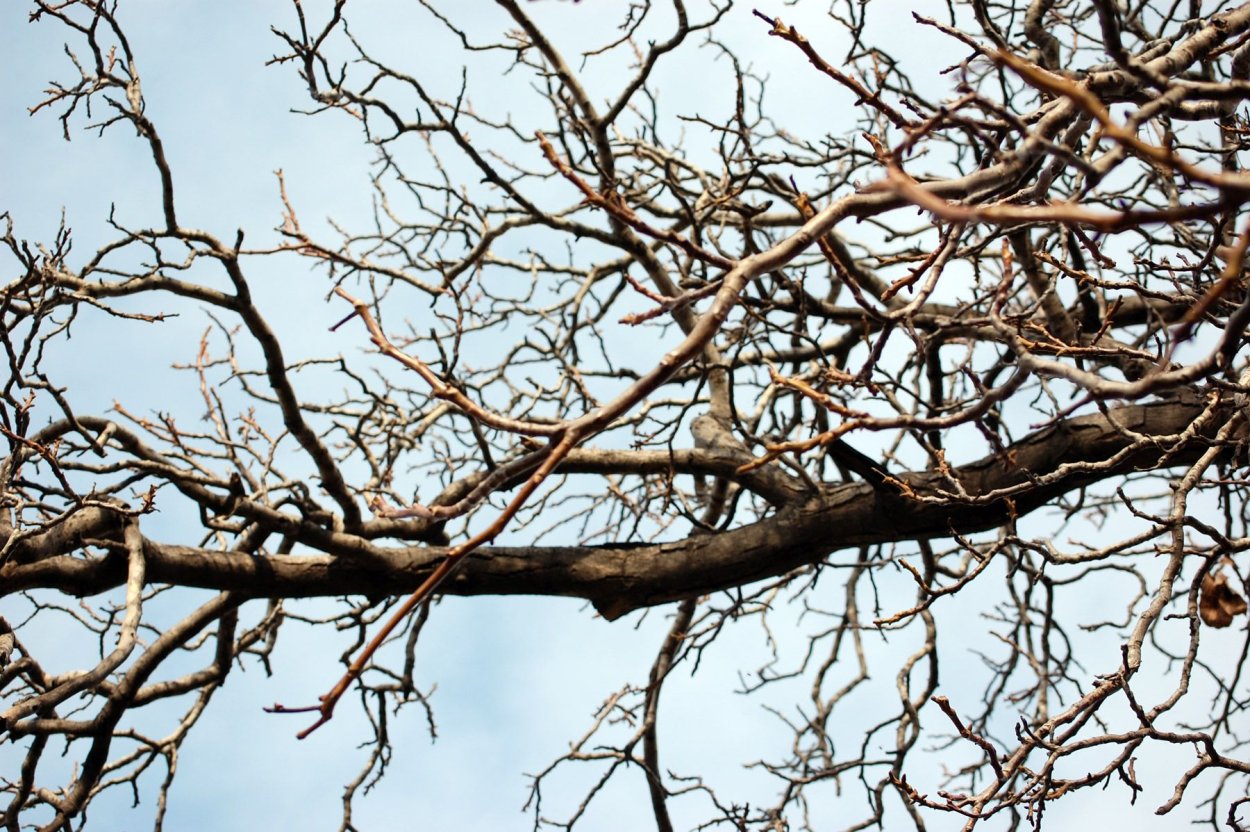 Дерево с горизонтальными ветвями
