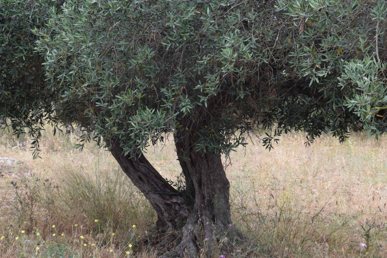 Саксаул растение пустыни