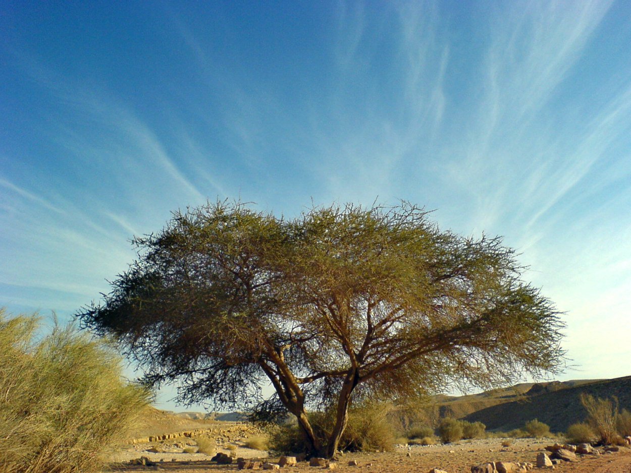 Иудейское дерево гаркад