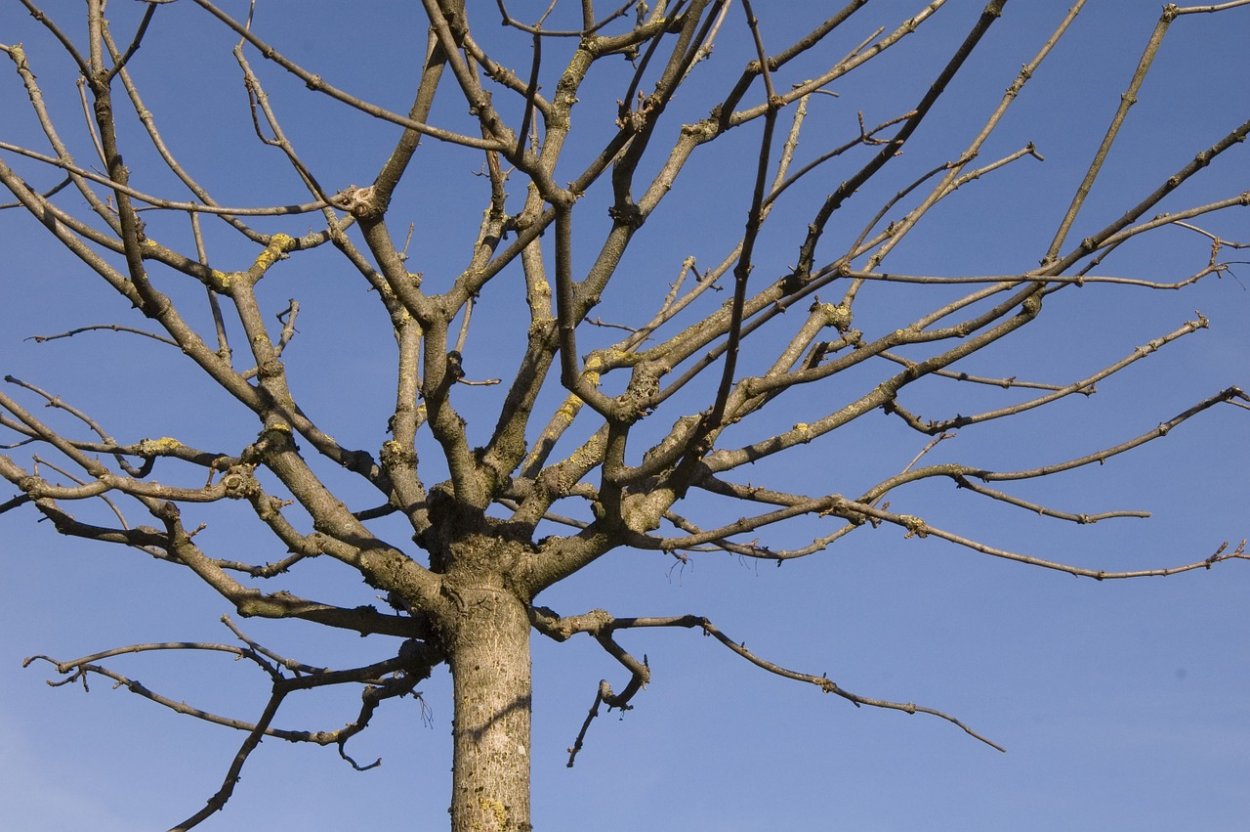 Платан дерево зимой