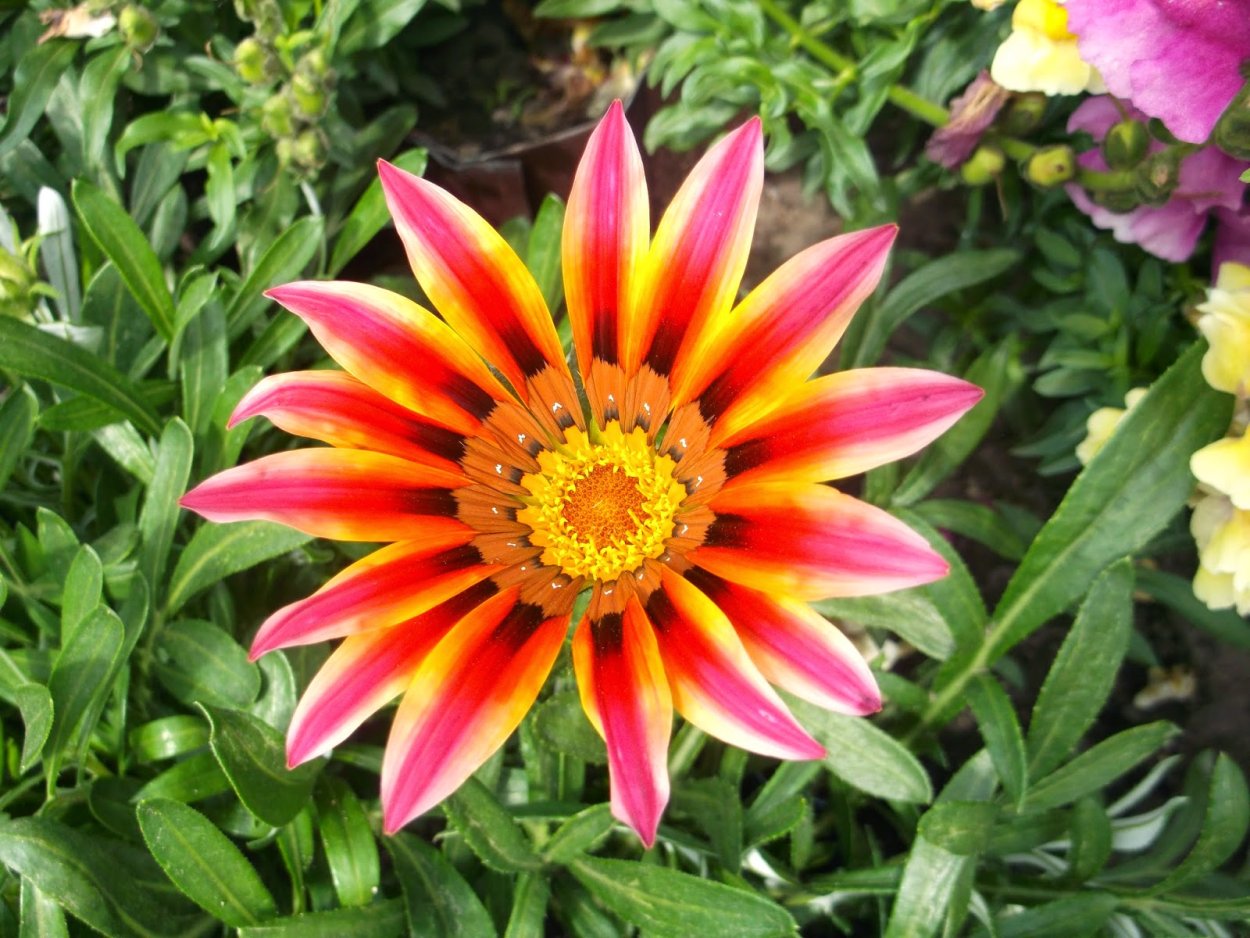 Цветы Вербена гацания