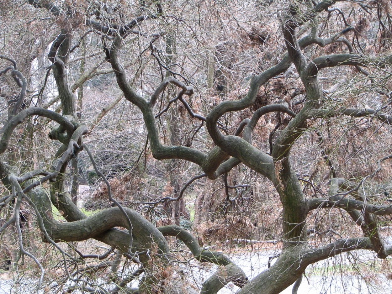 Ива Матсудана Тортуоза