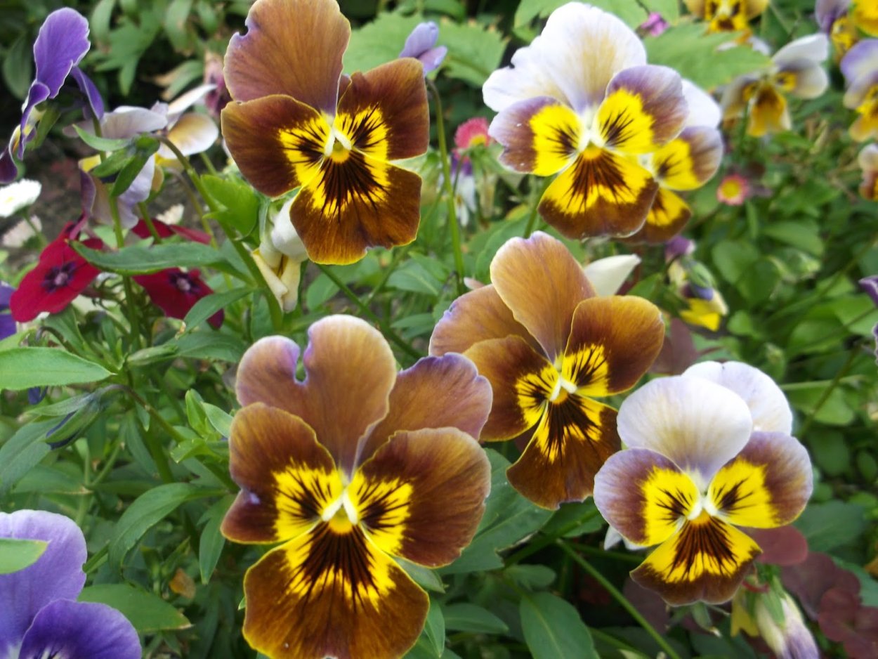 Садовые цветы