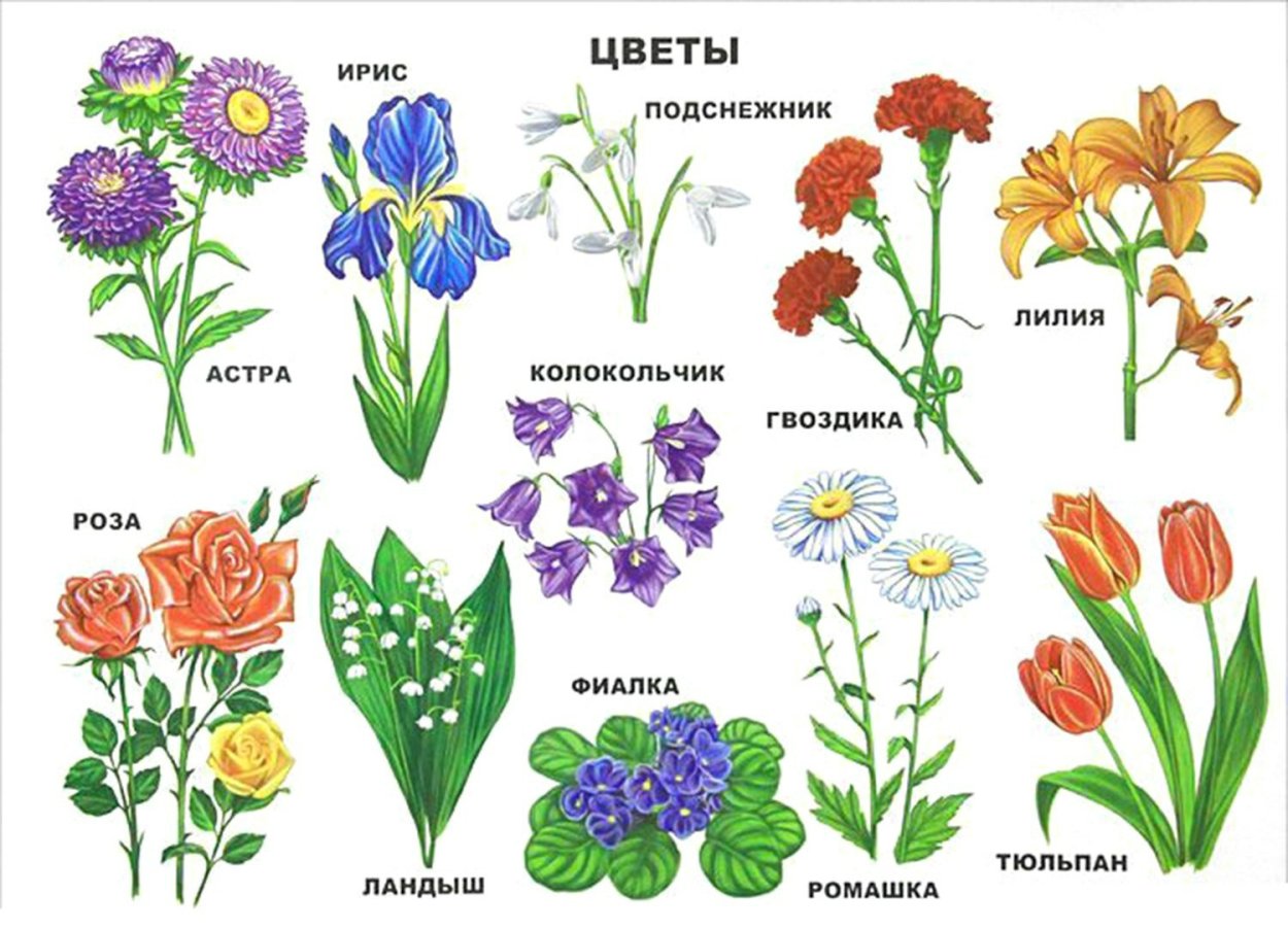 Садовые и луговые цветы