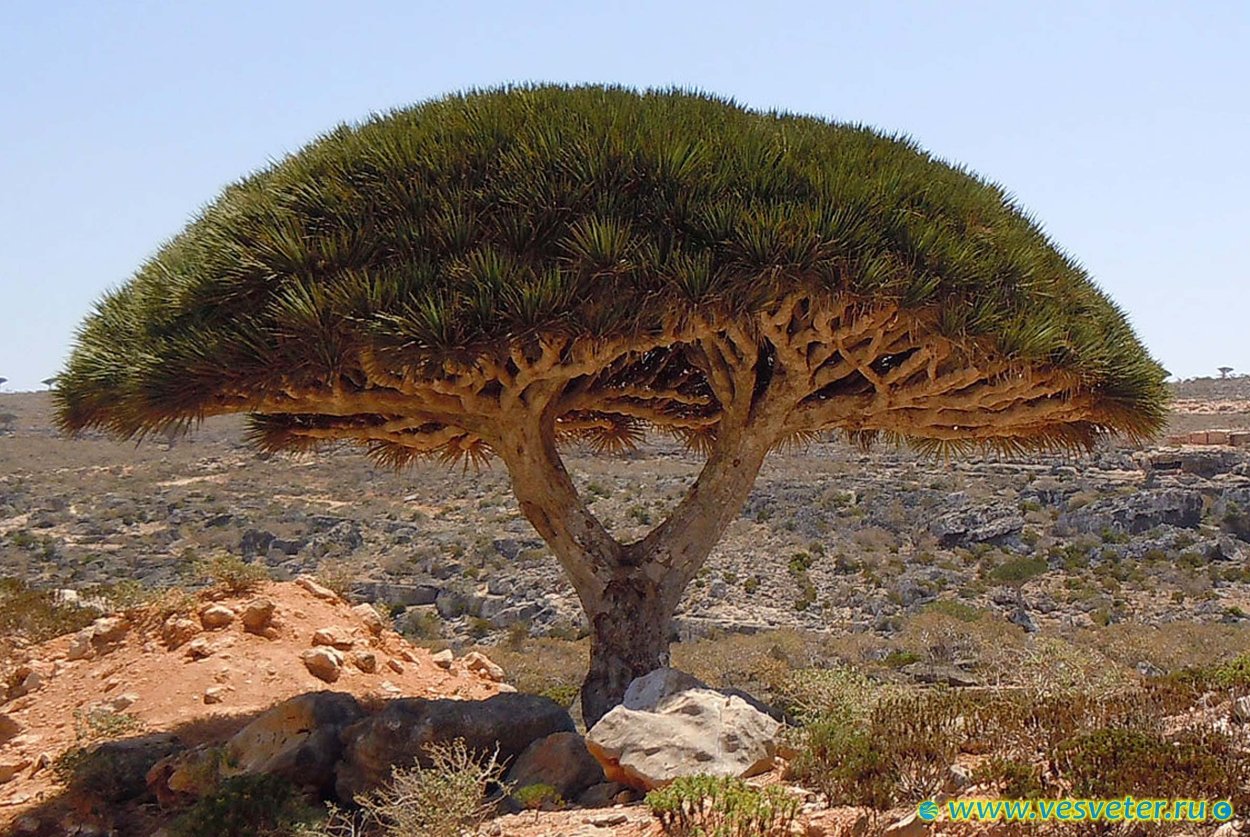 Акация пустыни Негев