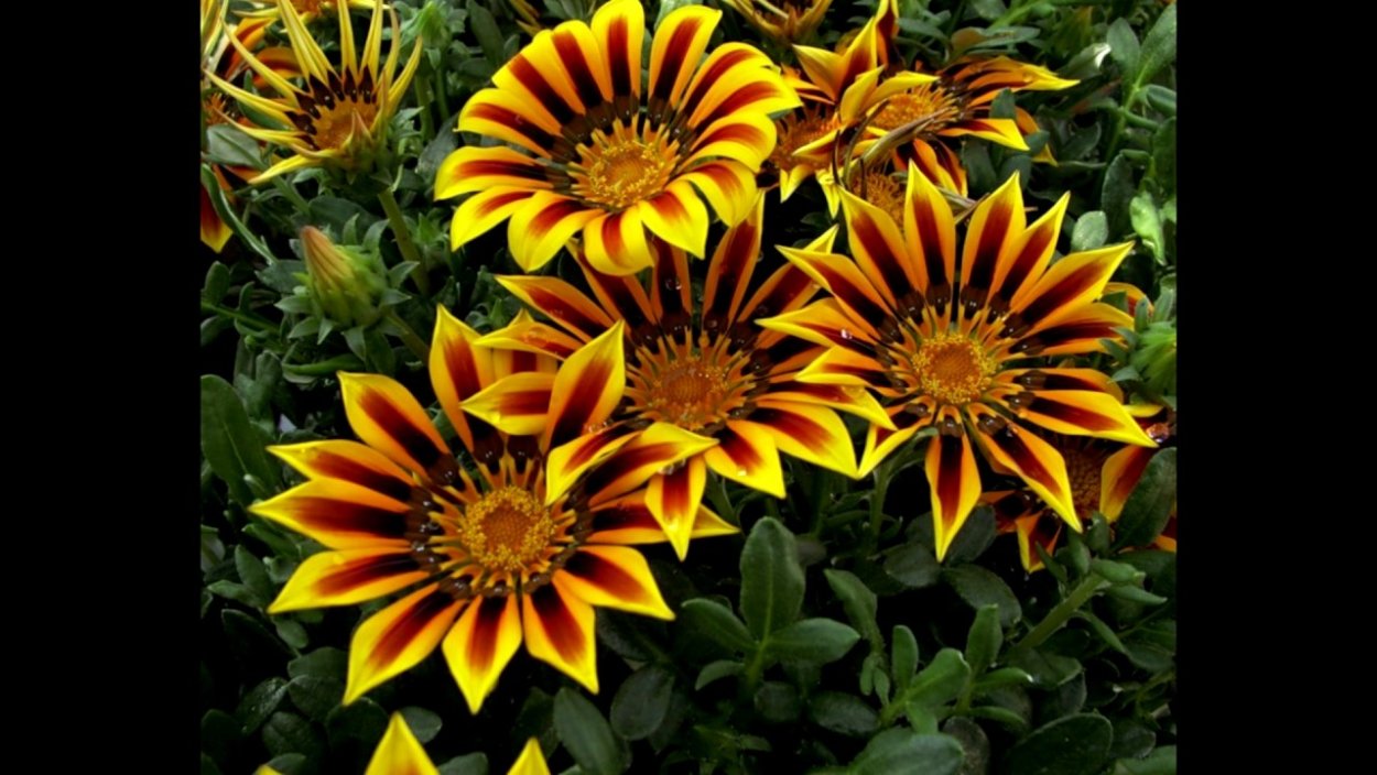 Гацания длиннострелковая