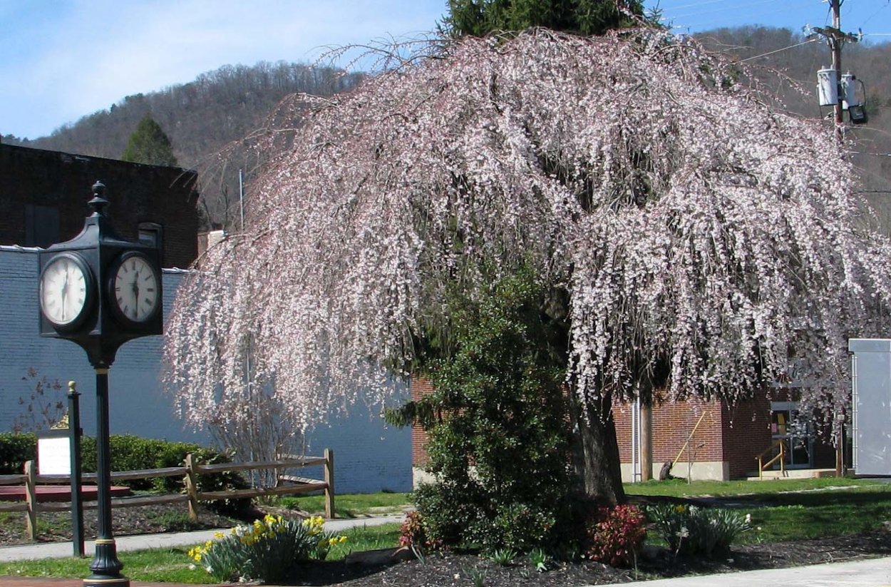 Ива шаровидная цветение