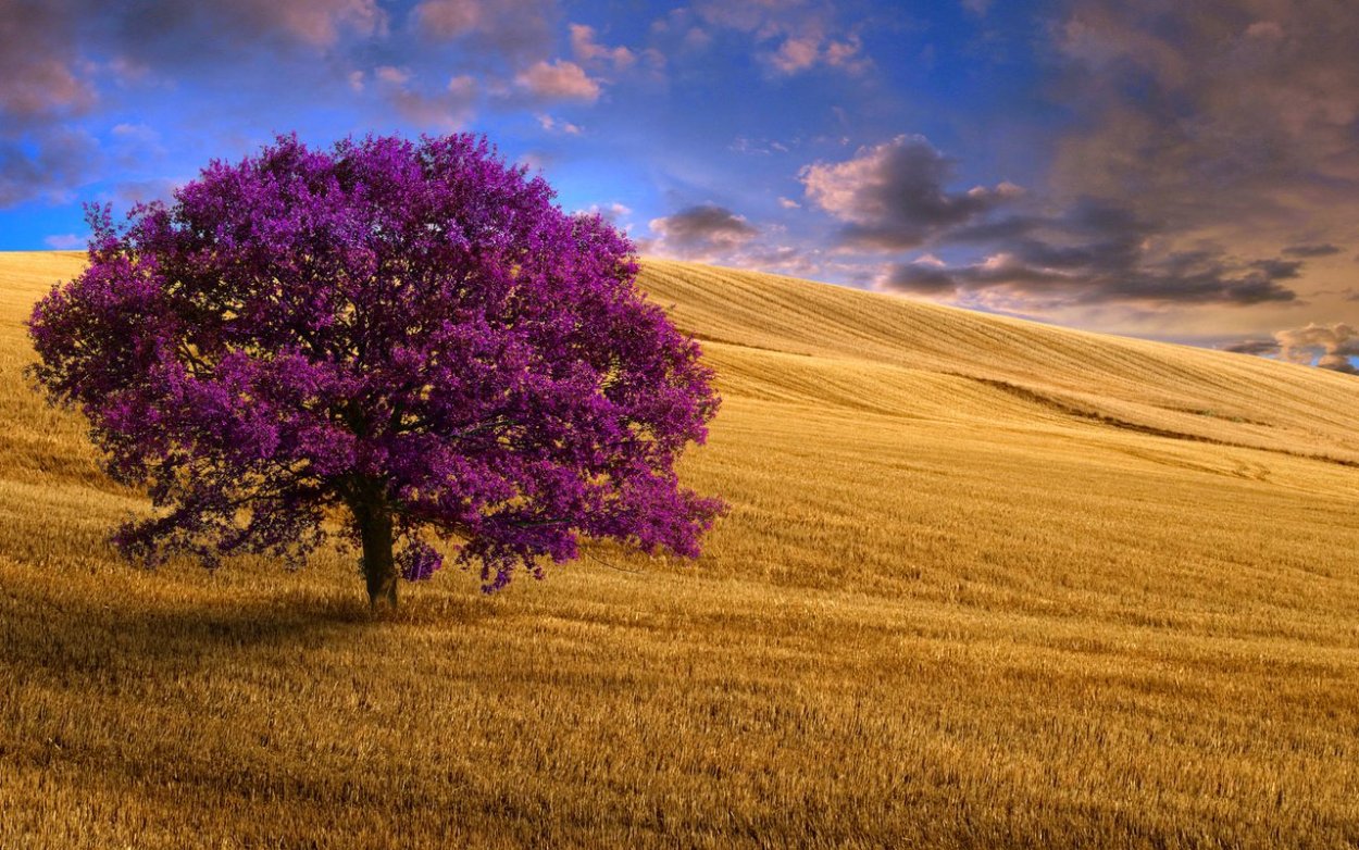 Песчаная Акация в пустыне России