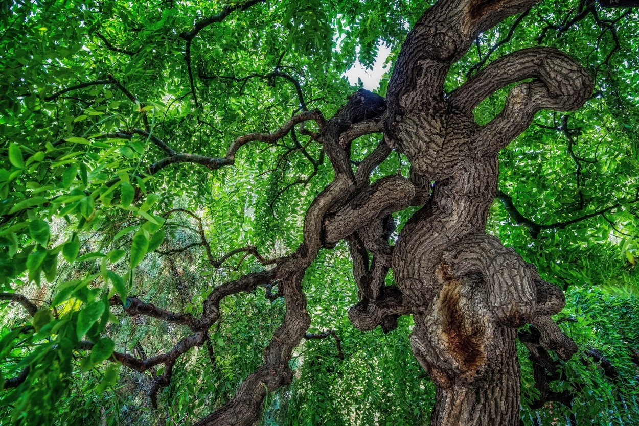 Нанму дерево