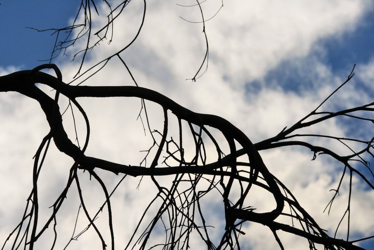 Дерево с витыми ветками