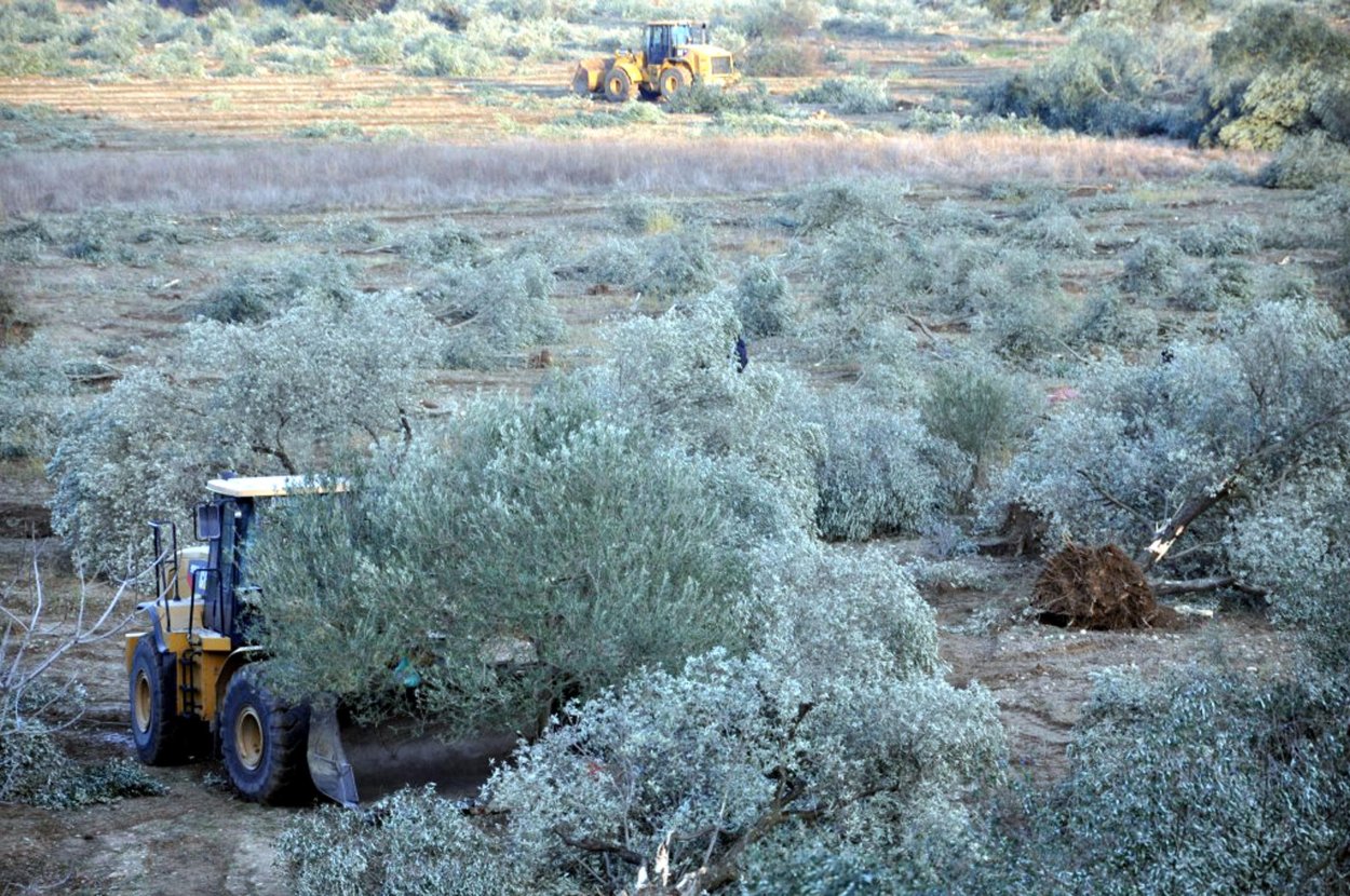Золотая Акация Австралии