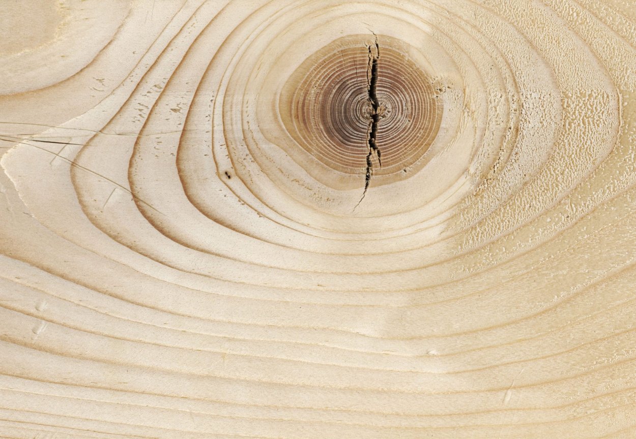 Срез дерева