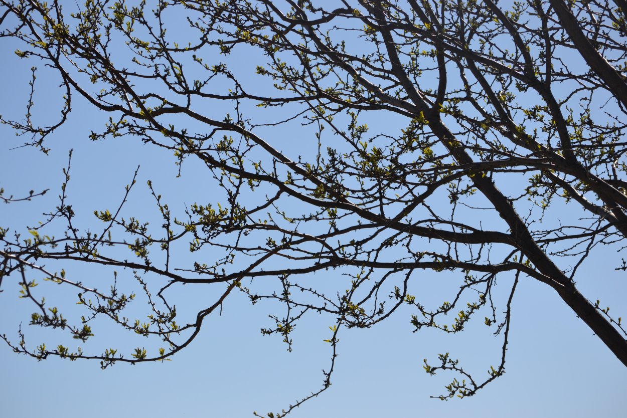 Дерево в конце ветвей цветы