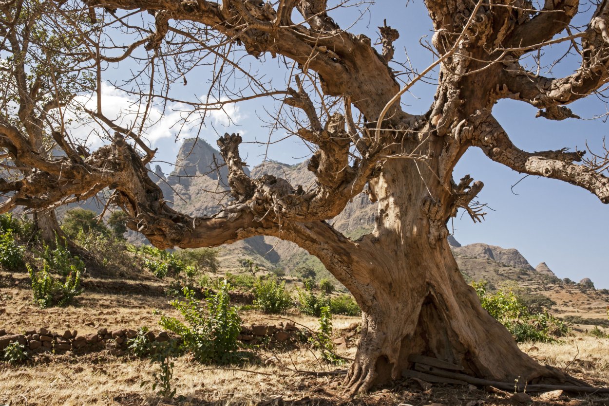 Дерево гаркад иудейское дерево