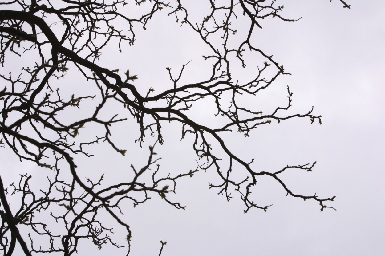 Ветка дерева арт