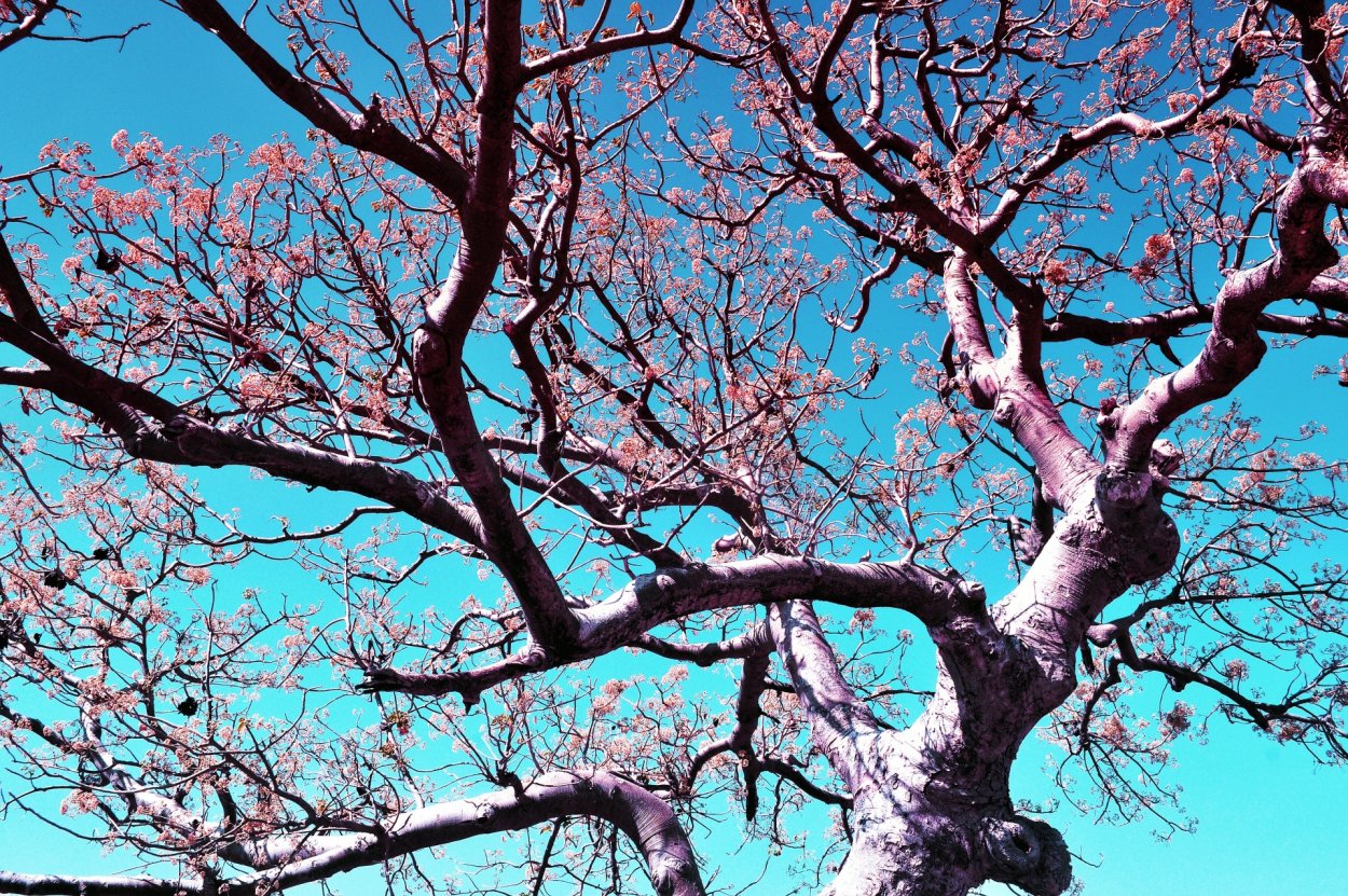 Ветви деревьев