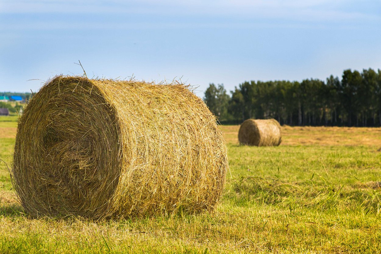 Рулон сена 350 кг