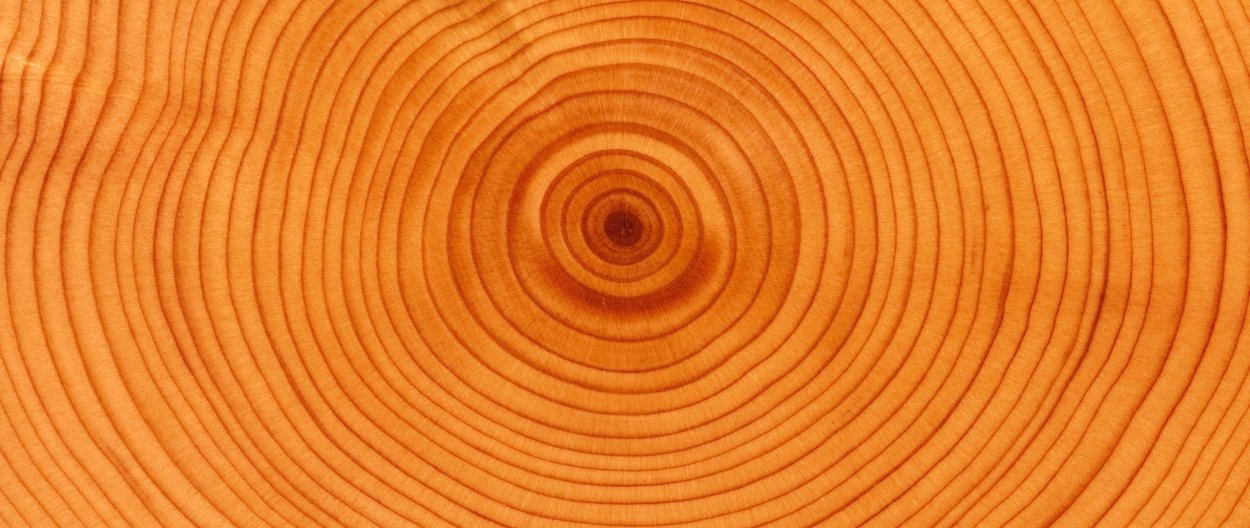 Торец древесины