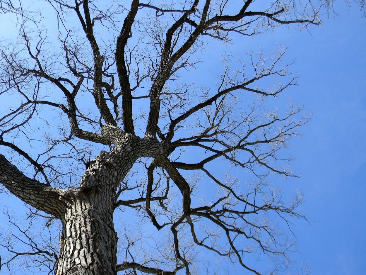 Срастание корней растений