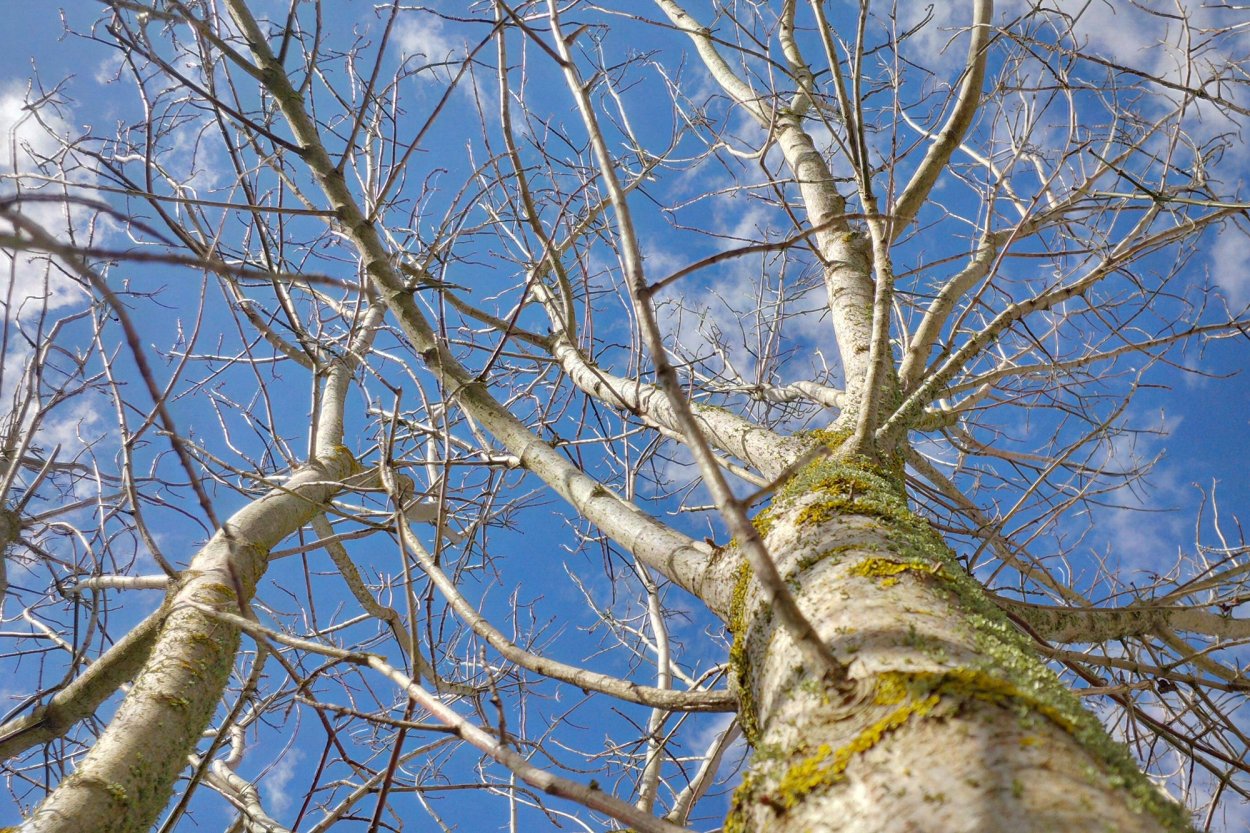 Эвкалипт ствол дерева