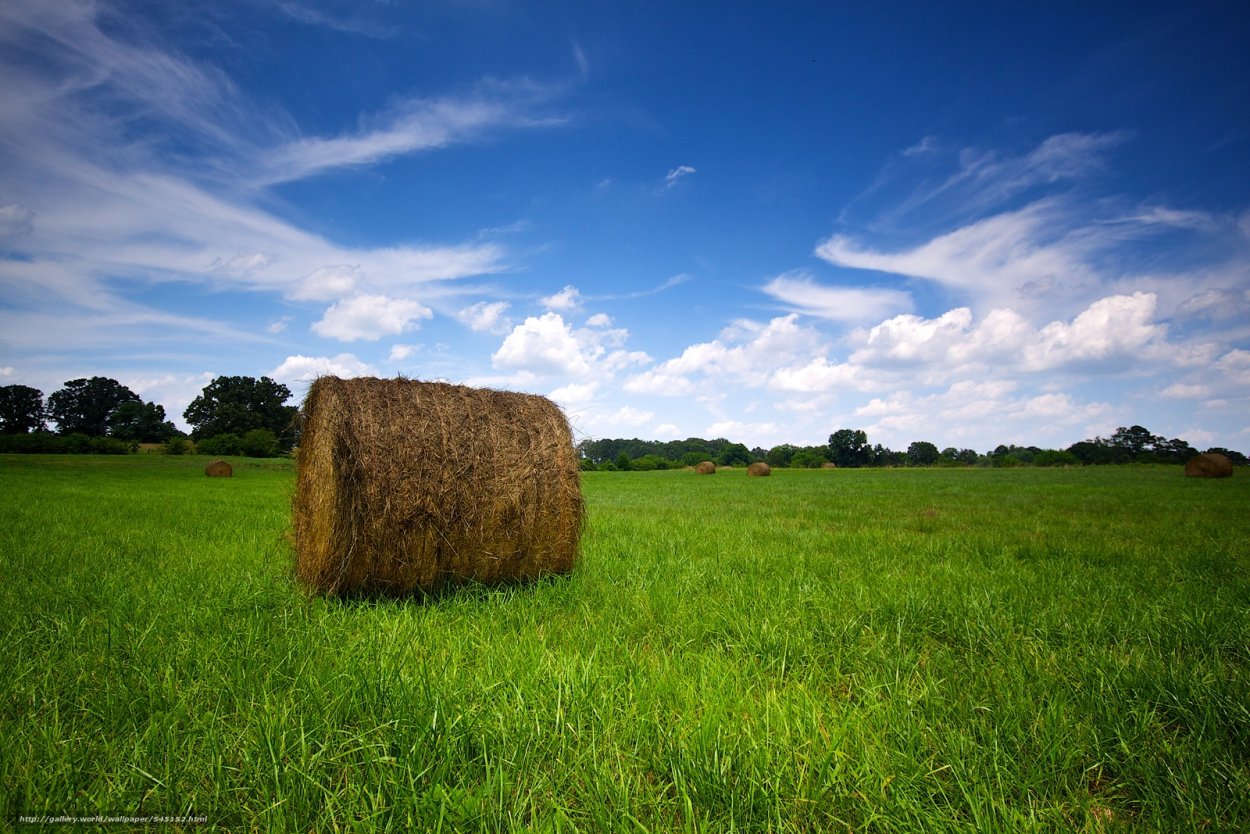 Поле с сеном