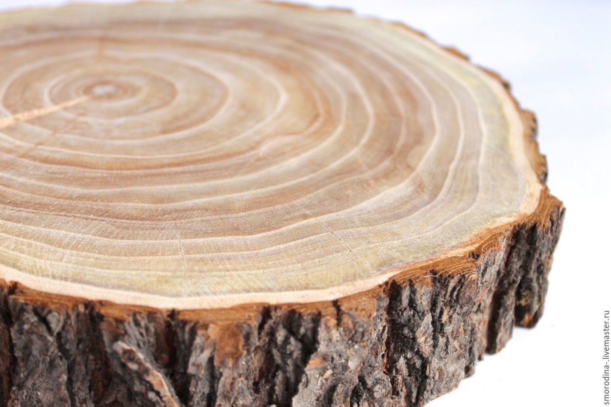 Спил дуба 700мм