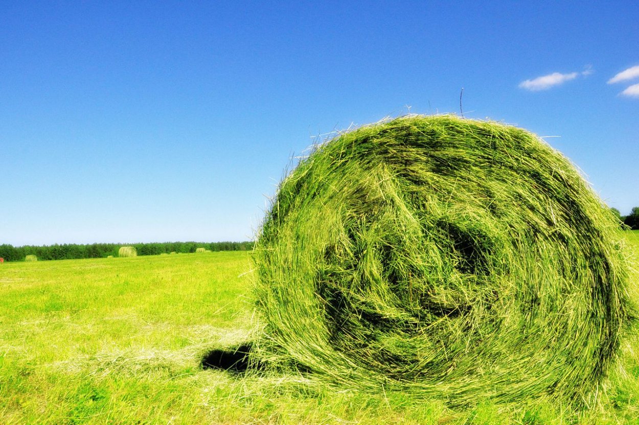 Скошенная трава