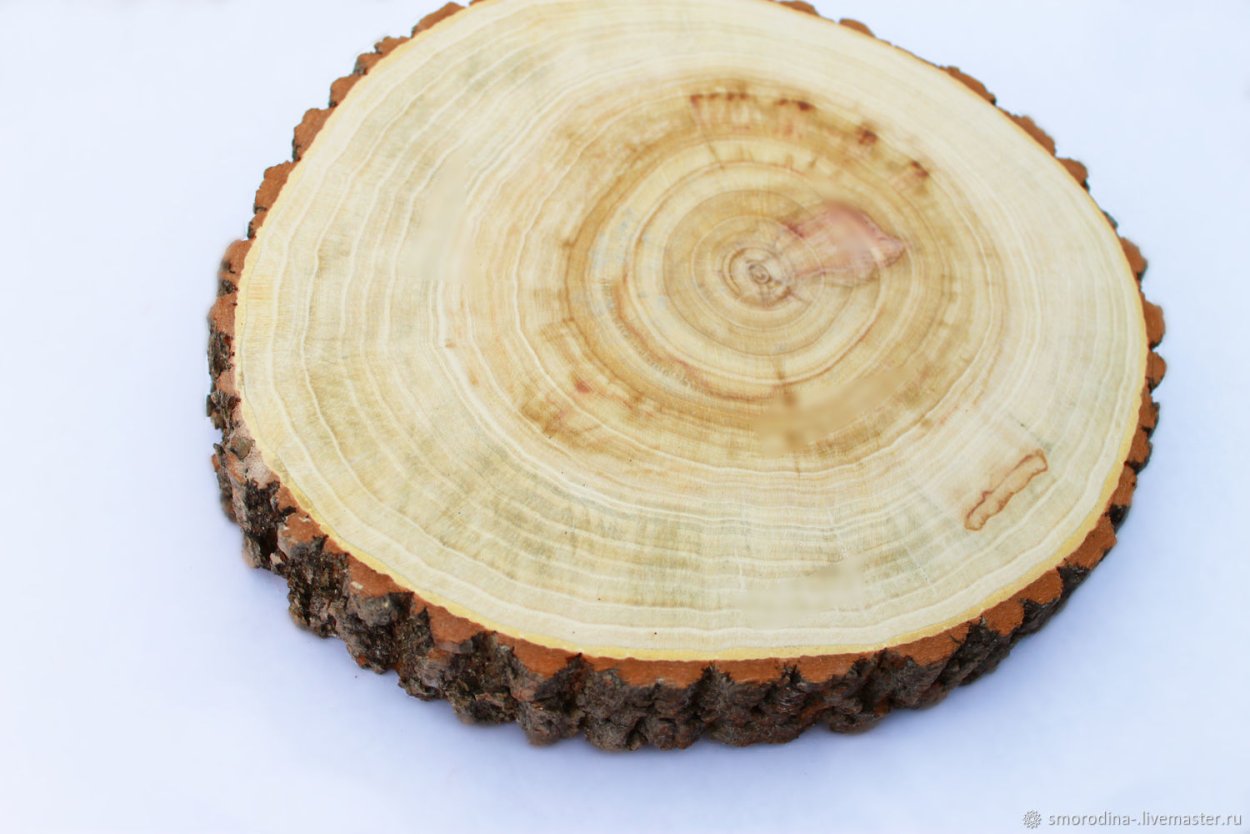 Клен срез древесины