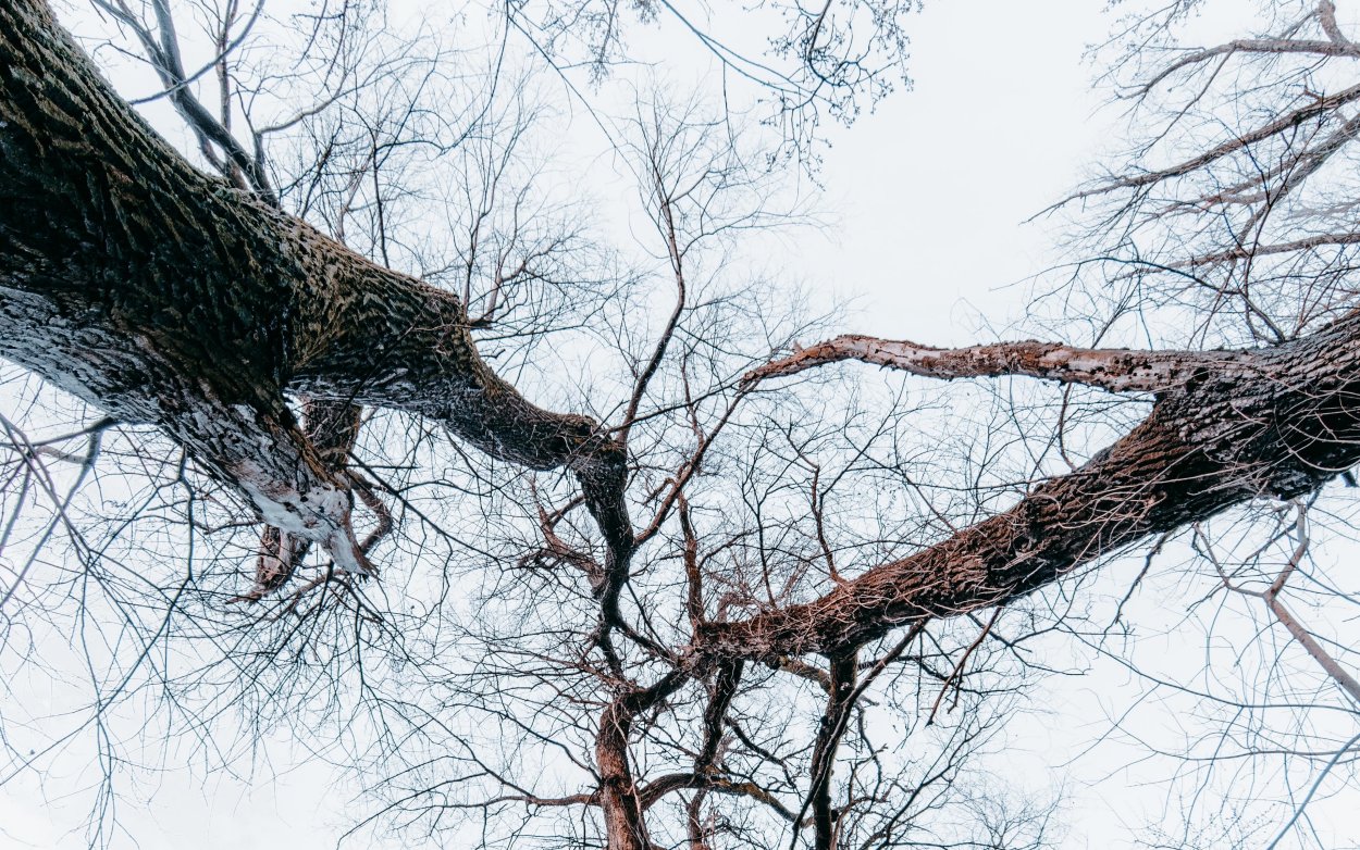 Сухие ветки