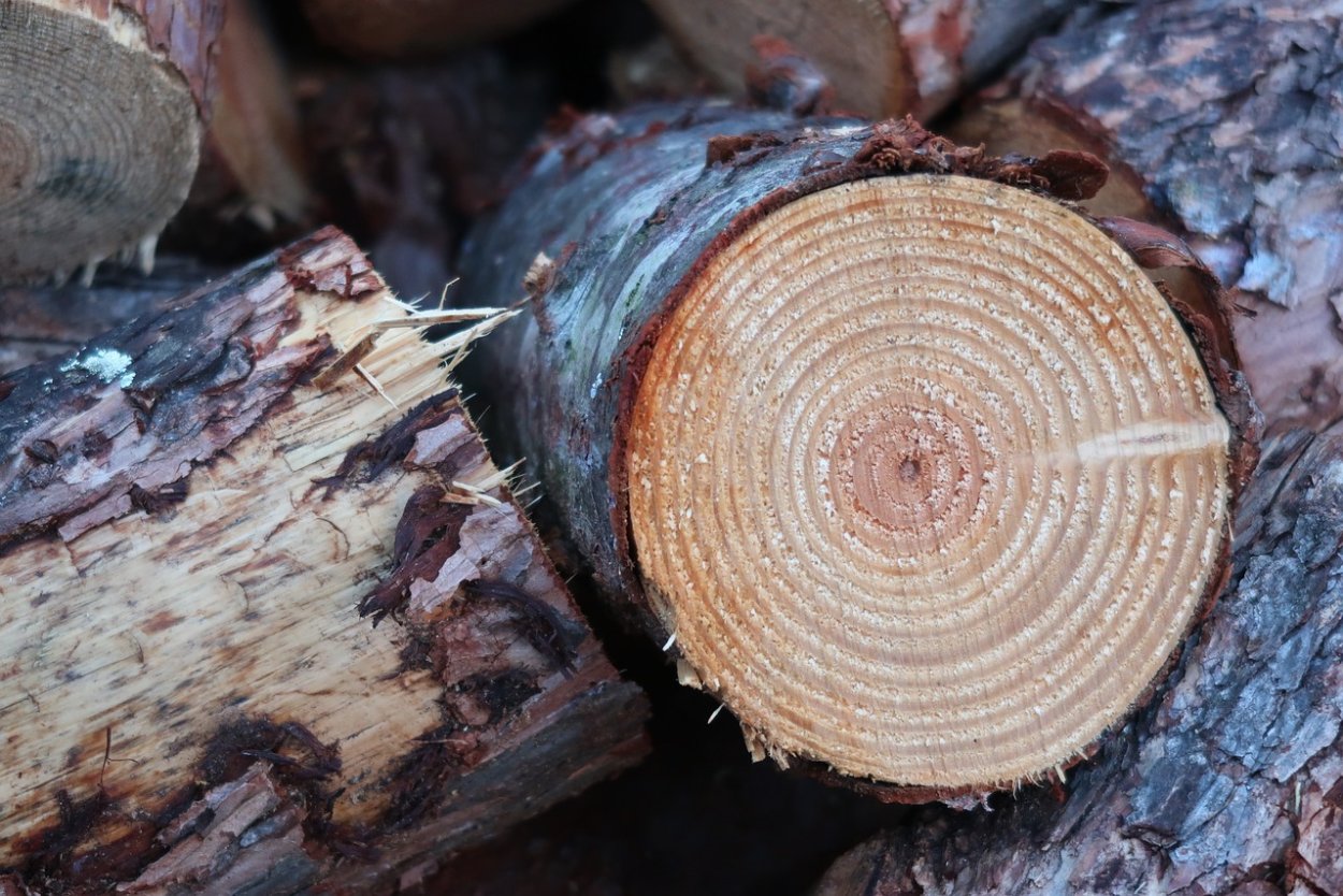 Пихта Сибирская спил